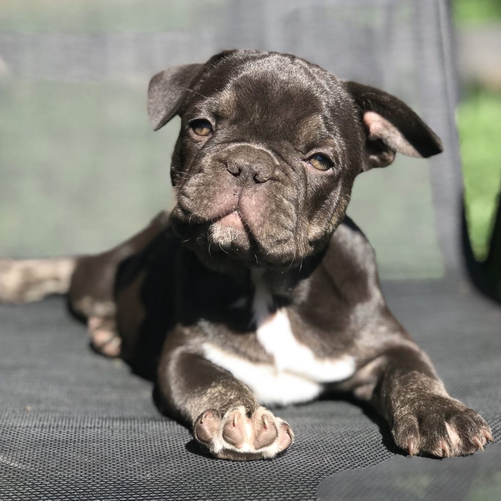 Variety of French bulldog colors Available - French Bulldogs