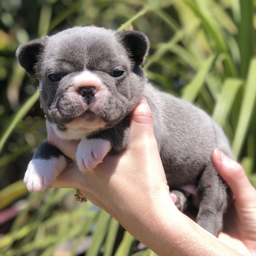 Pups For Sale – French Bulldogs