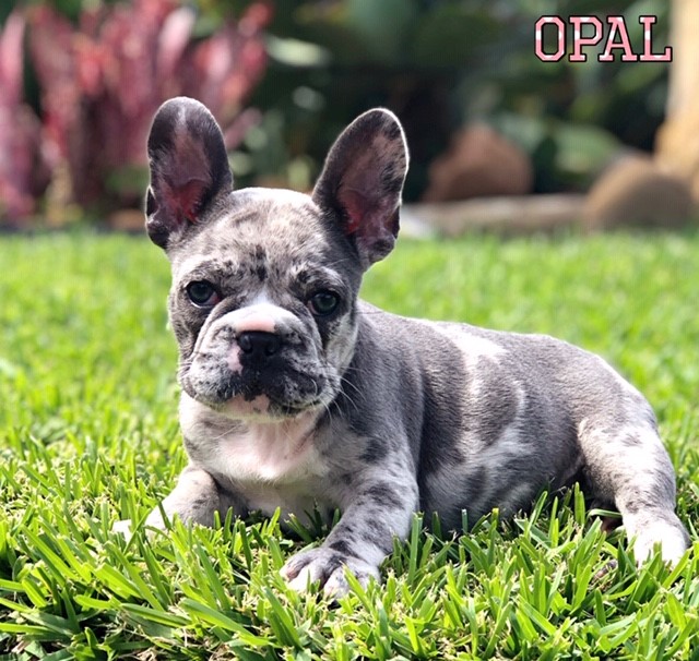 Fluffy Frenchie Puppy For Sale Teacup French Bulldogs