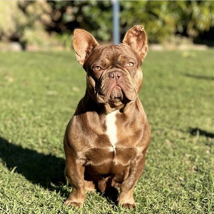 Rojo French Bulldog