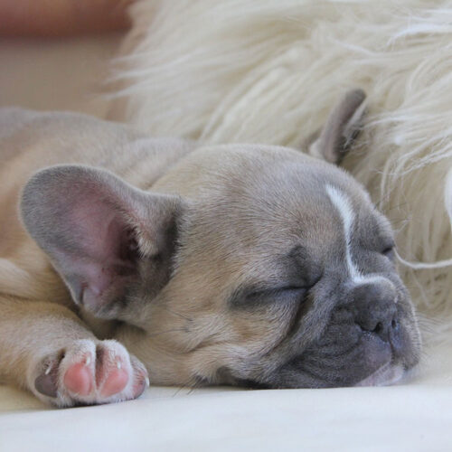 indoor-frenchie