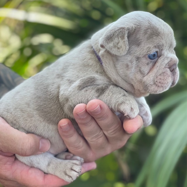 frenchie puppy