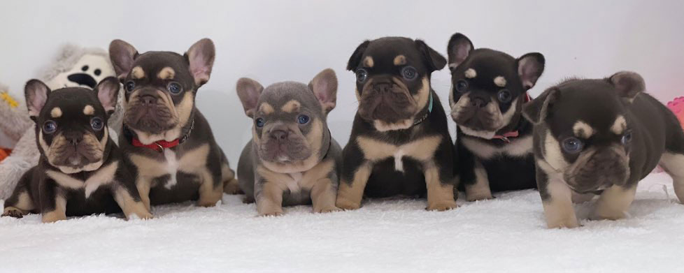 buying a frenchie puppy