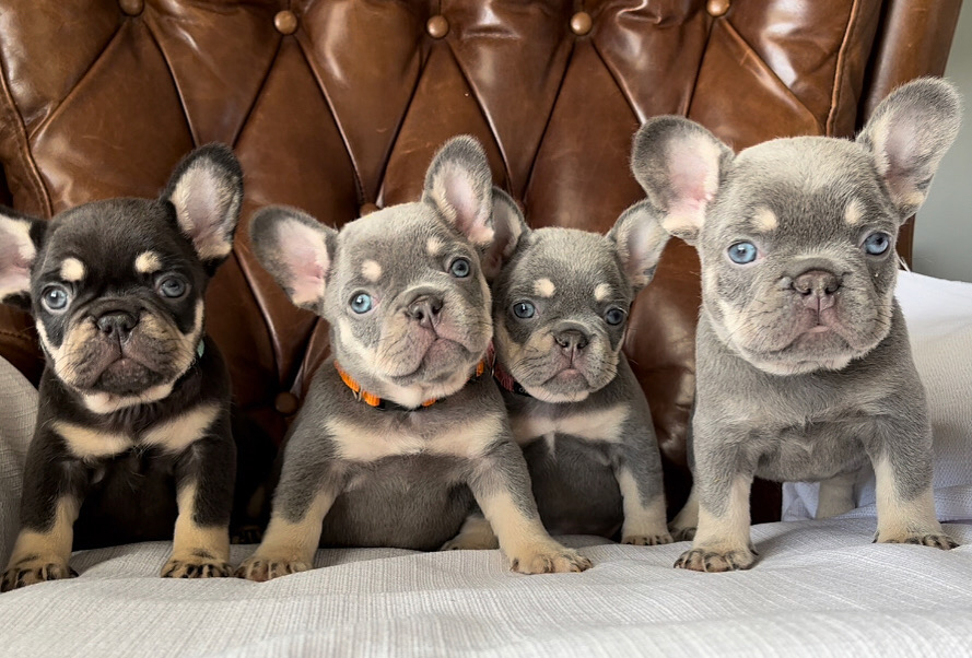 Chocolate hotsell frenchie puppies